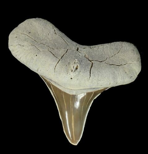Bargain Cretaceous Cretoxyrhina Shark Tooth - Kansas #42948